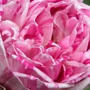Comanda trandafiri online - Roz - Violet - trandafir bourbon - trandafir cu parfum intens - Rosa Honorine de Brabant - Rémi Tanne - ,-
